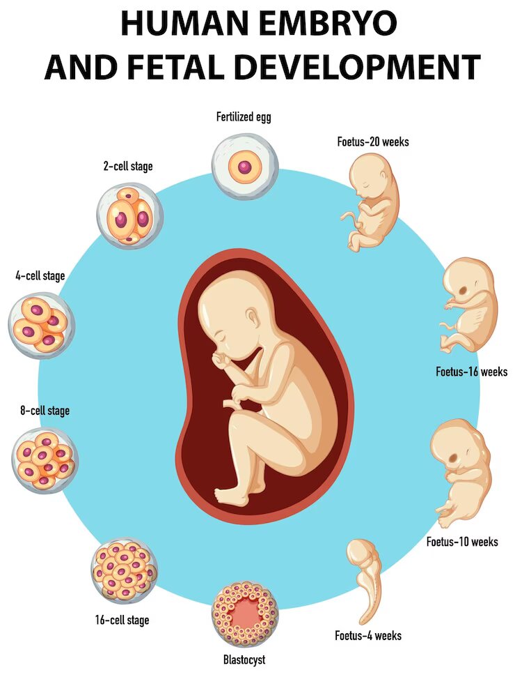 In Vitro Fertilization Success Rate